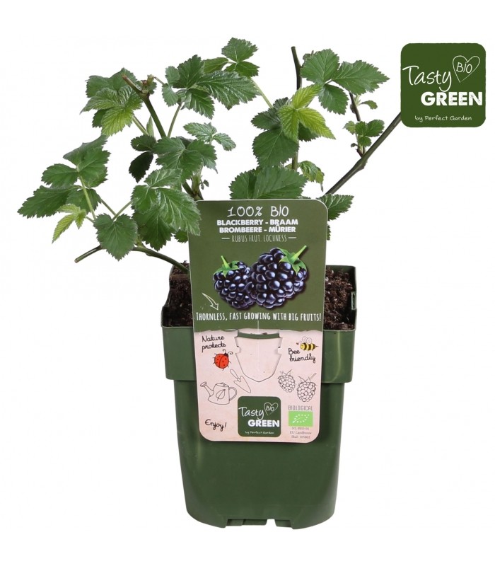 Pianta di mora senza spine in vaso da 13 cm