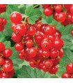 RIBES ROSSO" JONKHEER VAN TETS®" 100% BIOLOGICA