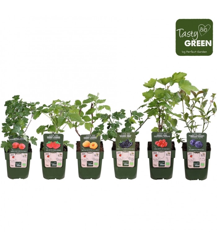 mix piante di piccoli frutti