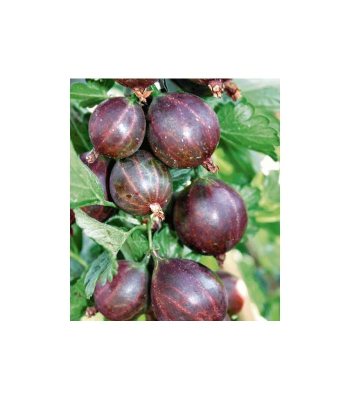 pianta di uva spina nera