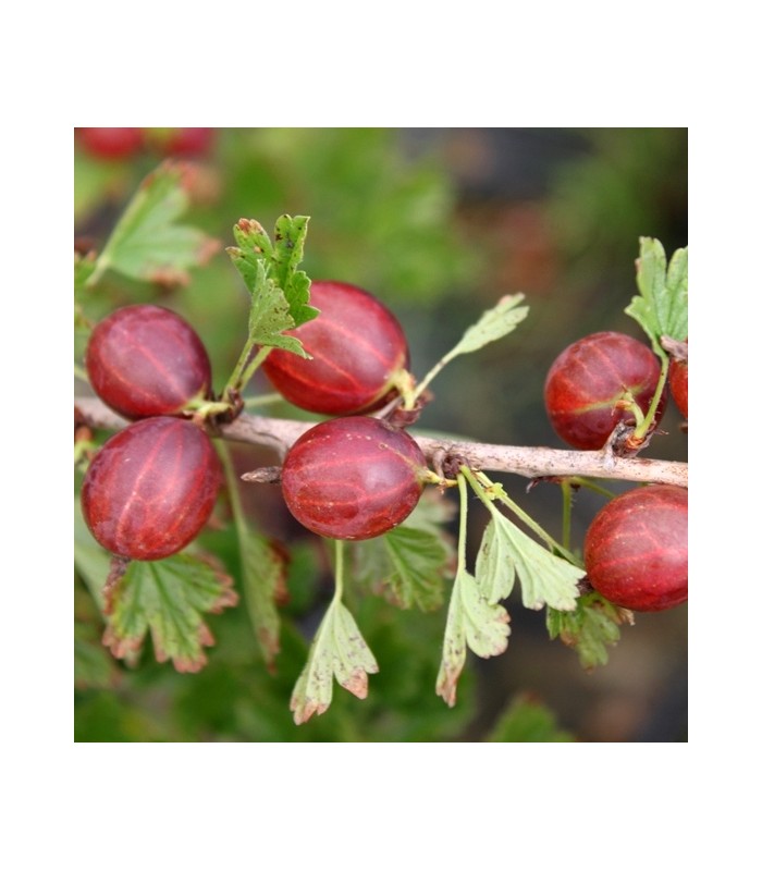pianta di uva spina rossa