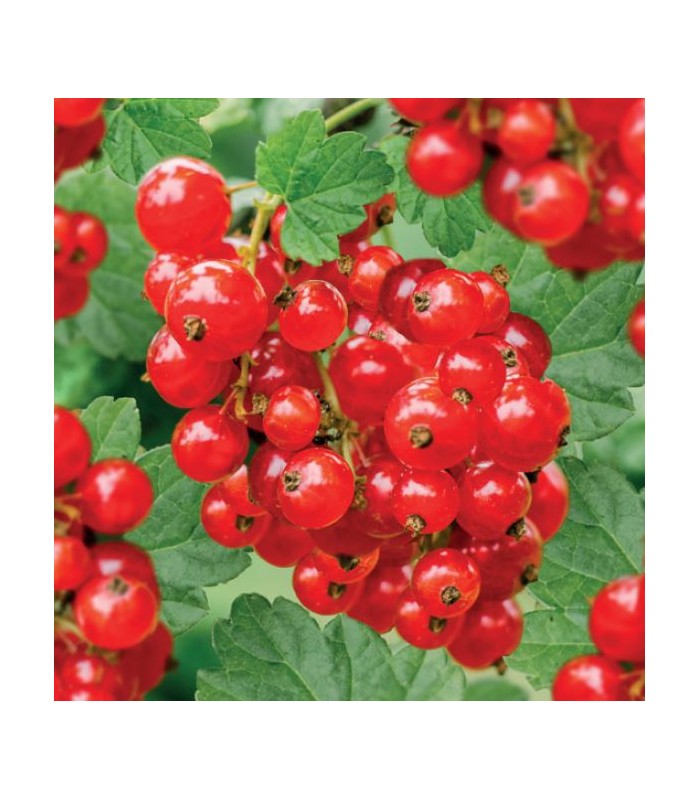 pianta di ribes rosso