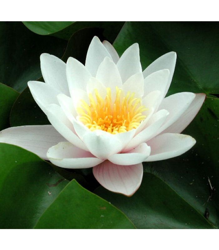 AQUASET NINFEA + kit vaso completo