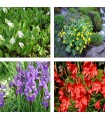 Piante Palustri da Fiore- Mix Piante