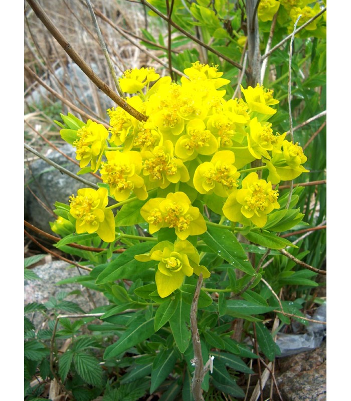 Piante Palustri da Fiore- Mix Piante