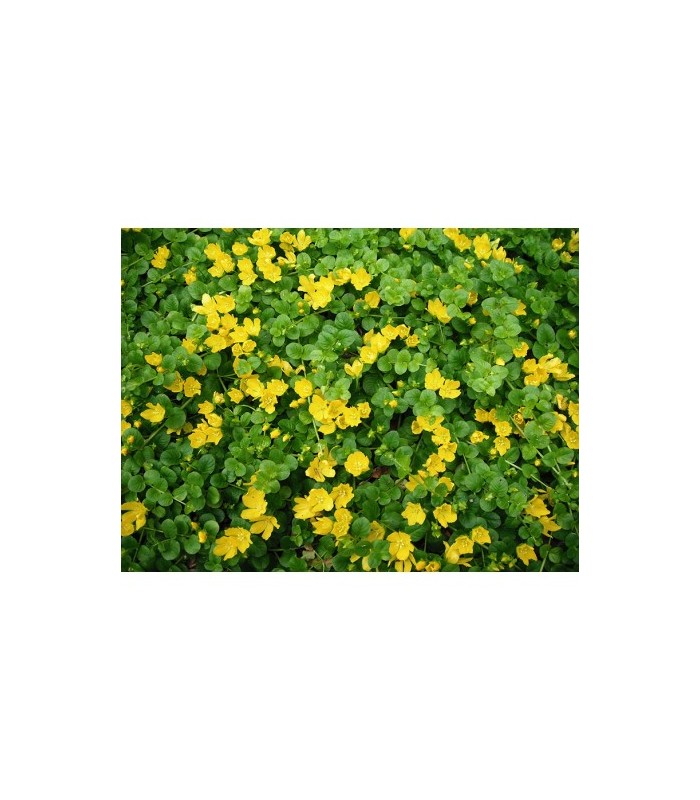 Piante Palustri da Fiore- Mix Piante