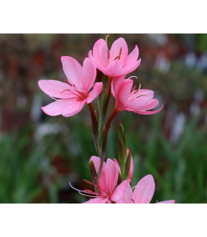 Piante Palustri da Fiore- Mix Piante