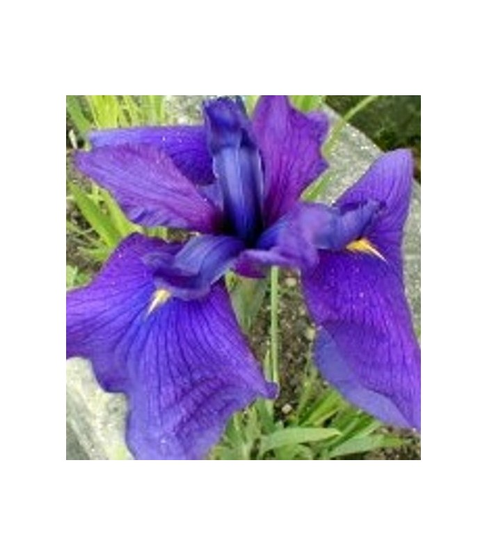 Piante di iris palustri in mix - 3 PIANTE