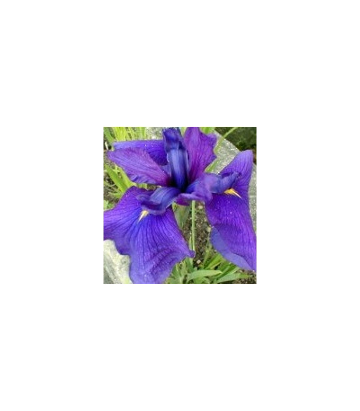 Piante di iris palustri in mix - 3 PIANTE