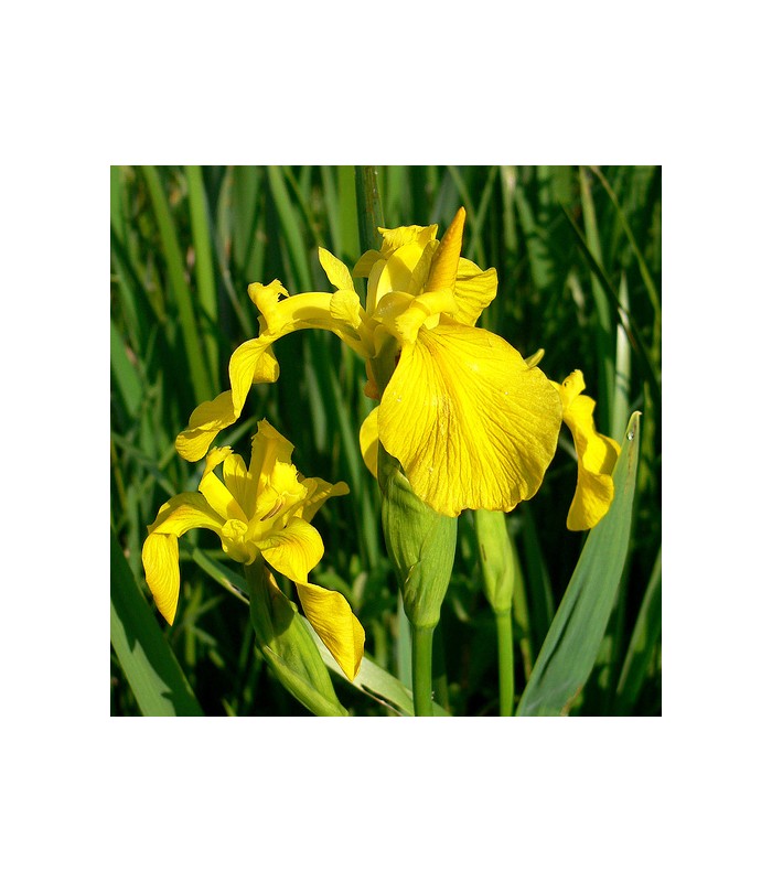 Piante di iris palustri in mix - 3 PIANTE