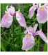 Piante di iris palustri in mix - 3 PIANTE