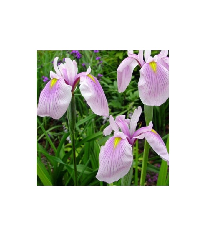 Piante di iris palustri in mix - 3 PIANTE