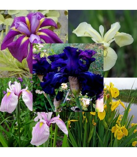 Mix iris palustri