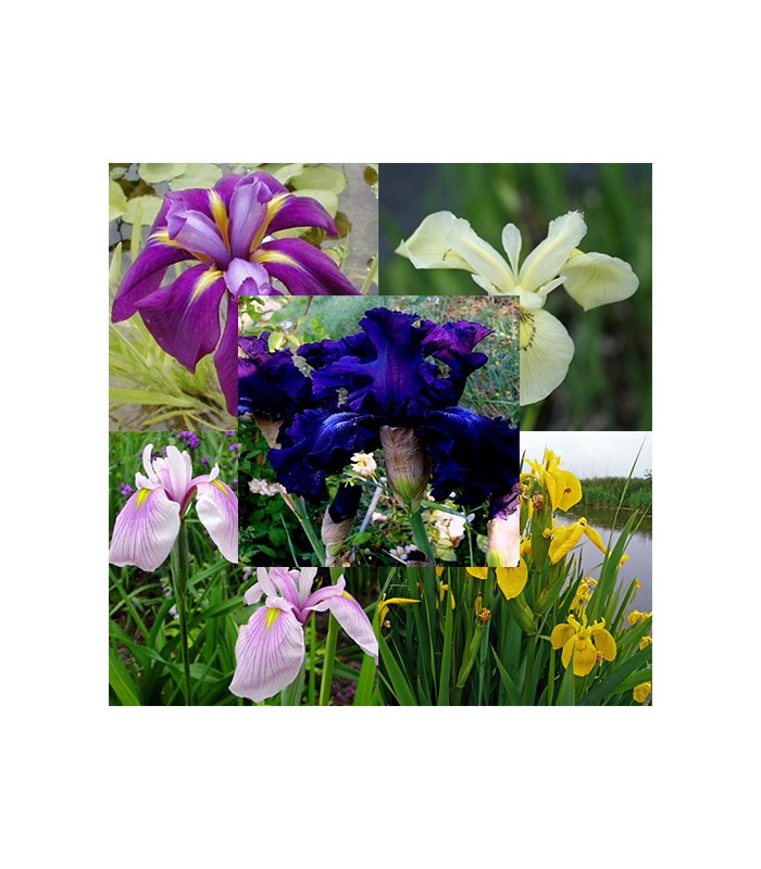 Mix iris palustri