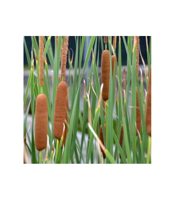 piante fitodepuratrici