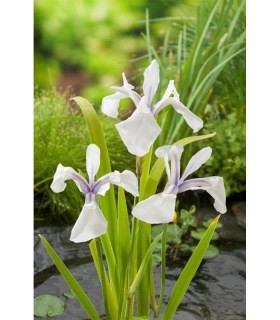 IRIS LAEVIGATA SNOWDRIFT