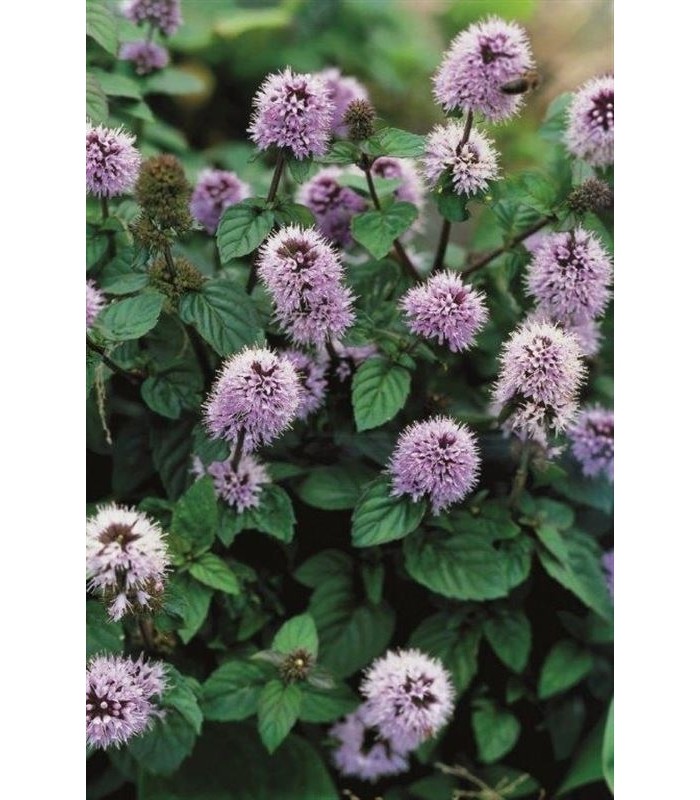 mentha acquatica