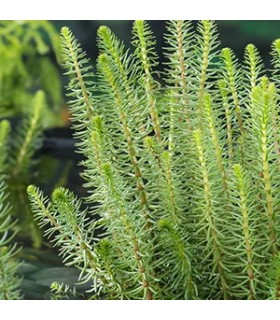 pianta di Hippuris vulgaris