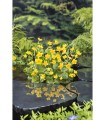 CALTHA PALUSTRIS