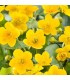 CALTHA PALUSTRIS