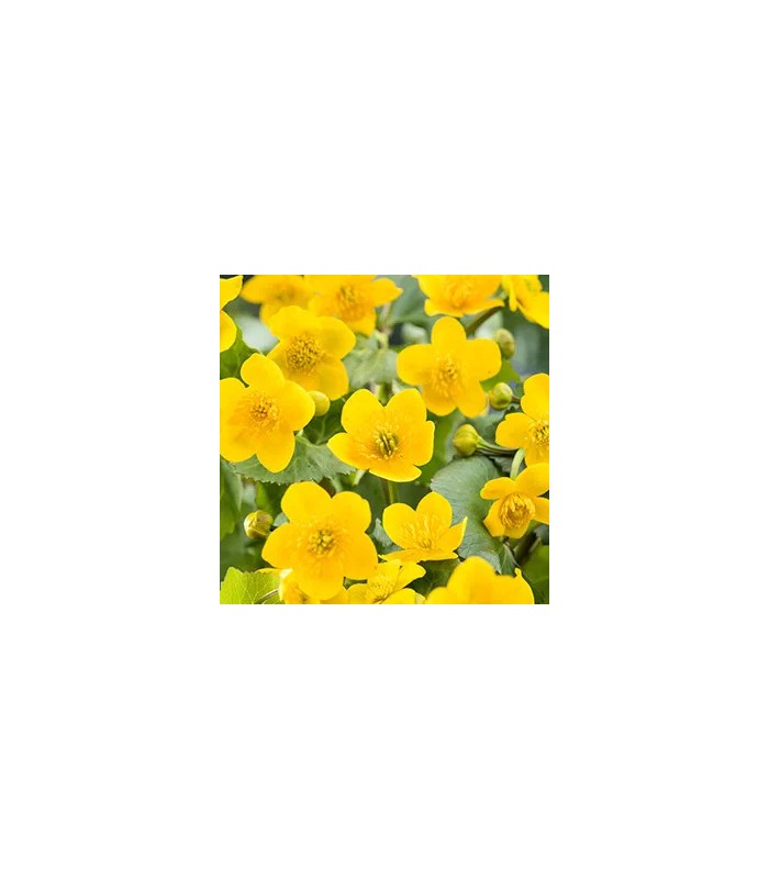 CALTHA PALUSTRIS