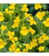 mimulus luteus