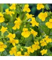 MIMULUS LUTEUS