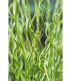 juncus effusus spiralis