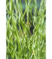 JUNCUS EFFUSUS SPIRALIS