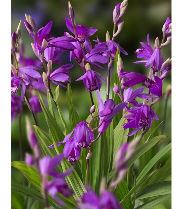 BLETILLA STRIATA