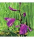 BLETILLA STRIATA