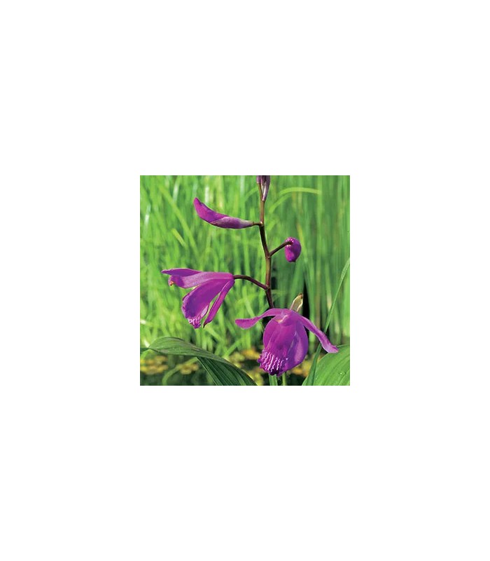 BLETILLA STRIATA