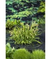 CAREX PSEUDOCYPERUS