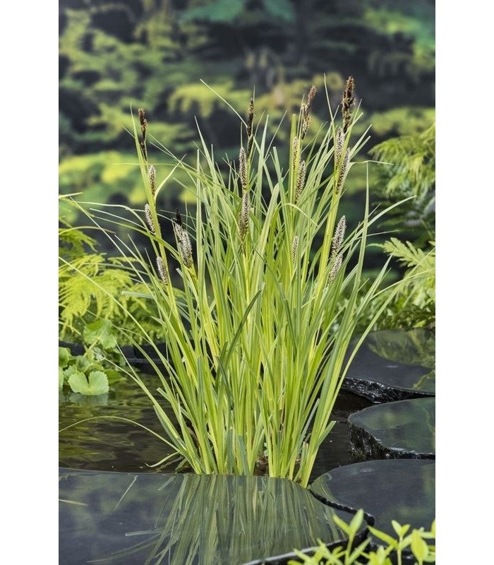 pianta di carex riparia