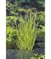 CAREX ACUTA
