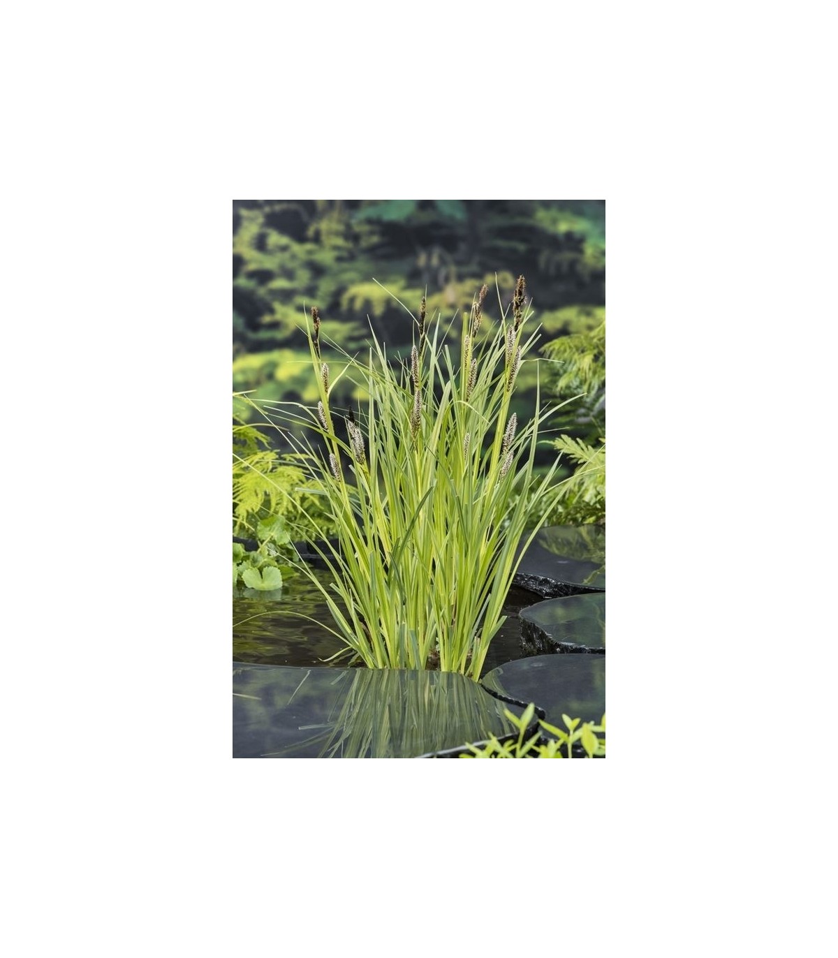 pianta di carex riparia