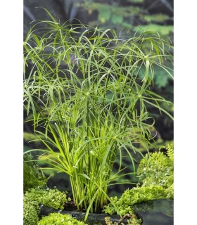 CYPERUS ALTERNIFOLIUS