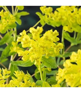 Pianta di Euphorbia palustris