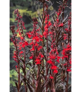 LOBELIA CARDINALIS