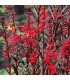 LOBELIA CARDINALIS