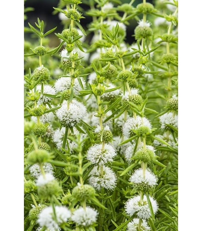 MENTHA CERVINA ALBA