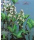 MENYANTES TRIFOLIATA