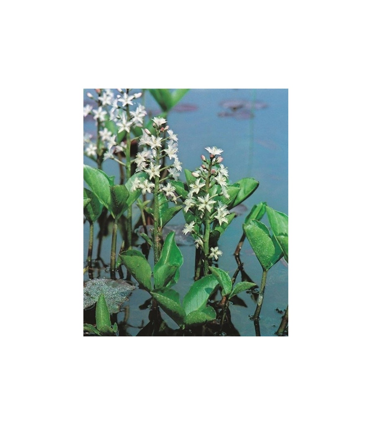 MENYANTES TRIFOLIATA
