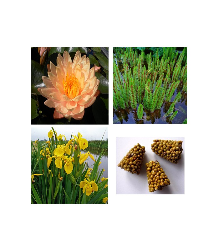 STARTER KIT NINFEA con piante palustri ed ossigenanti