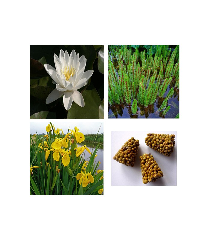 STARTER KIT NINFEA con piante palustri ed ossigenanti