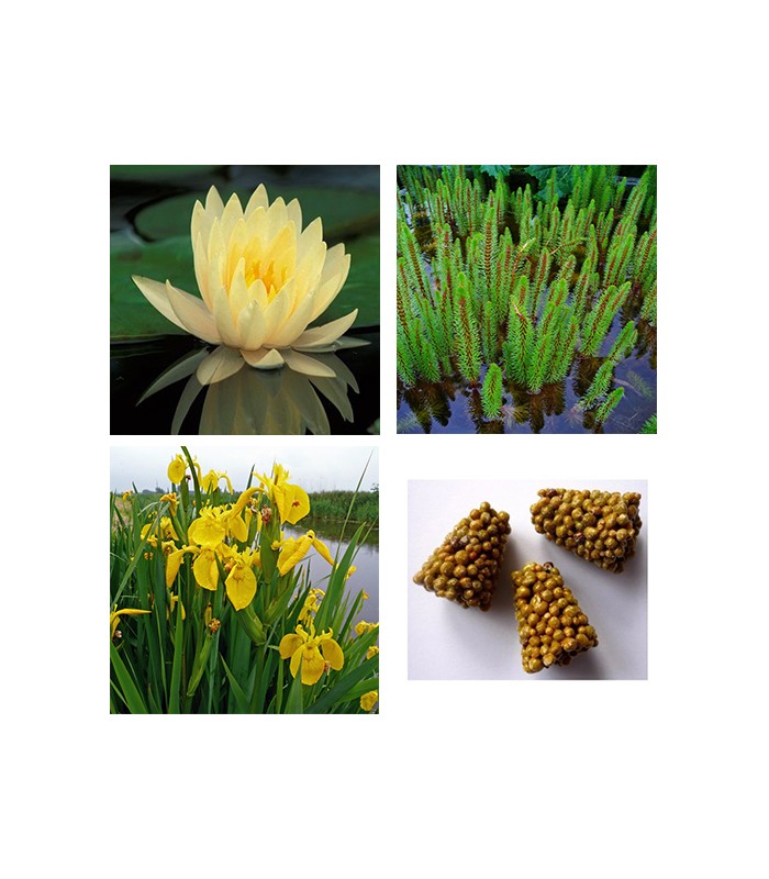 STARTER KIT NINFEA con piante palustri ed ossigenanti
