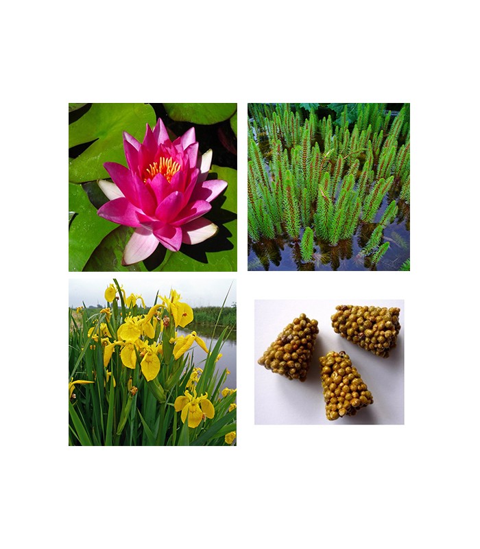 STARTER KIT NINFEA con piante palustri ed ossigenanti