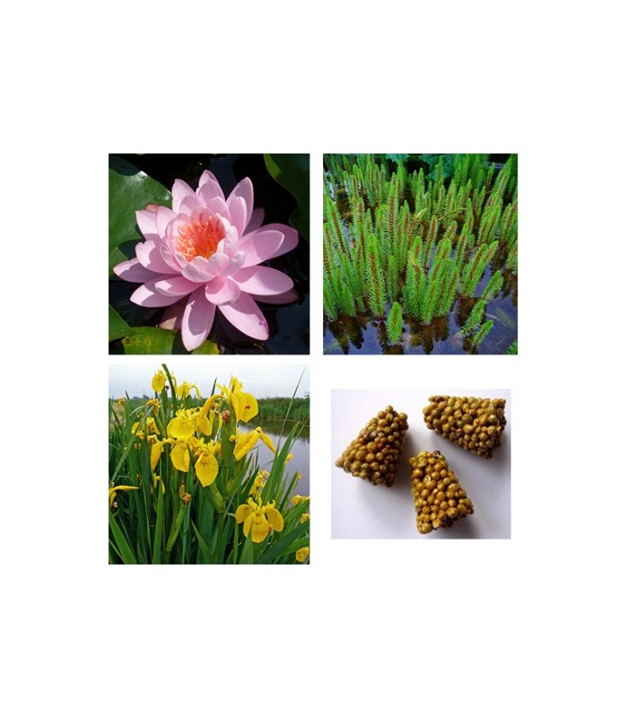 STARTER KIT NINFEA con piante palustri ed ossigenanti