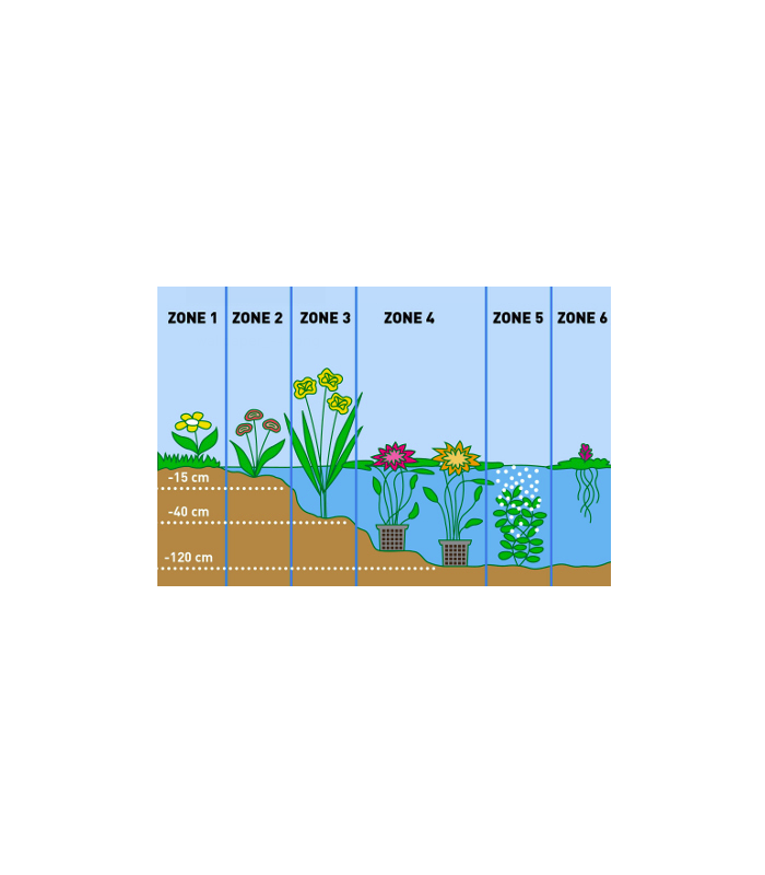 TYPHA LATIFOGLIA
