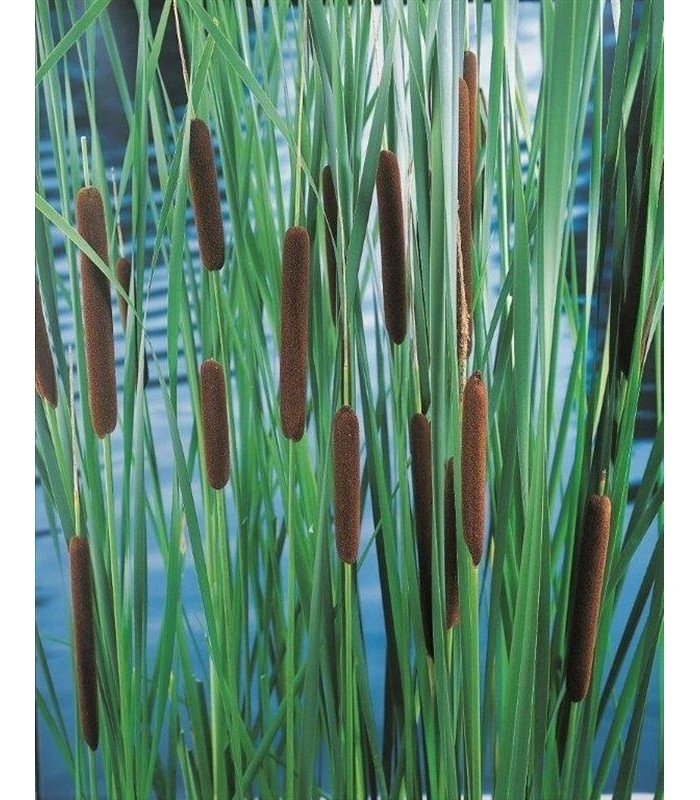 typha latifoglia